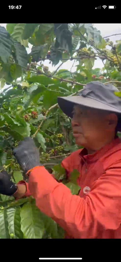 Anh Tuấn Hương đang thu hoạch cà phê tại vườn 2.5ha ở Thôn Cầu 2, Di Linh, Lâm Đồng - mặc áo đỏ, đội mũ giữa vườn cà phê xanh tốt